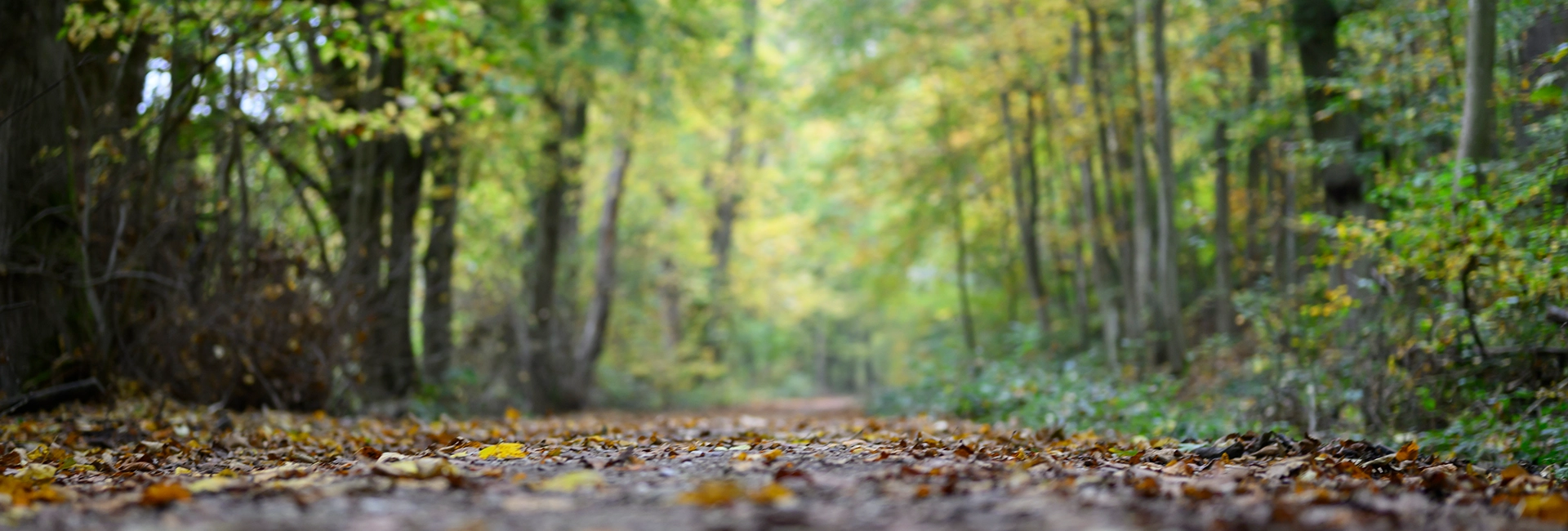 WEIT-Foto_UeberMich-Waldweg